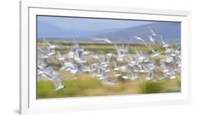 Montana, Red Rock Lakes Nwr, Franklyns Gulls Blurred in Flight-Elizabeth Boehm-Framed Photographic Print