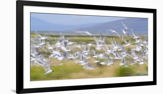 Montana, Red Rock Lakes Nwr, Franklyns Gulls Blurred in Flight-Elizabeth Boehm-Framed Photographic Print