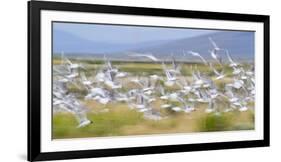 Montana, Red Rock Lakes Nwr, Franklyns Gulls Blurred in Flight-Elizabeth Boehm-Framed Photographic Print