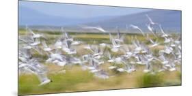 Montana, Red Rock Lakes Nwr, Franklyns Gulls Blurred in Flight-Elizabeth Boehm-Mounted Photographic Print