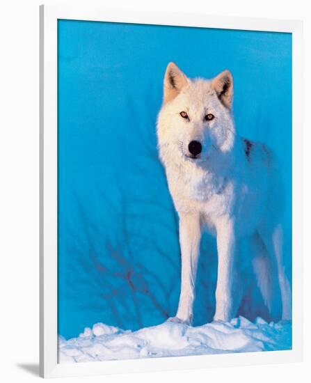 Montana Wolf-null-Framed Art Print