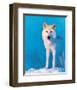 Montana Wolf-null-Framed Art Print