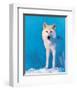 Montana Wolf-null-Framed Art Print