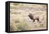 Montana, Yellowstone National Park, Bull Elk Bugling in Rabbitbrush Meadow-Elizabeth Boehm-Framed Stretched Canvas