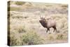 Montana, Yellowstone National Park, Bull Elk Bugling in Rabbitbrush Meadow-Elizabeth Boehm-Stretched Canvas
