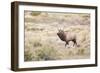 Montana, Yellowstone National Park, Bull Elk Bugling in Rabbitbrush Meadow-Elizabeth Boehm-Framed Photographic Print