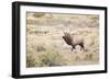 Montana, Yellowstone National Park, Bull Elk Bugling in Rabbitbrush Meadow-Elizabeth Boehm-Framed Photographic Print