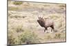 Montana, Yellowstone National Park, Bull Elk Bugling in Rabbitbrush Meadow-Elizabeth Boehm-Mounted Photographic Print