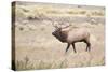 Montana, Yellowstone National Park, Bull Elk Bugling in Rabbitbrush Meadow-Elizabeth Boehm-Stretched Canvas