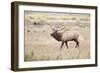 Montana, Yellowstone National Park, Bull Elk Bugling in Rabbitbrush Meadow-Elizabeth Boehm-Framed Photographic Print