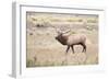 Montana, Yellowstone National Park, Bull Elk Bugling in Rabbitbrush Meadow-Elizabeth Boehm-Framed Photographic Print