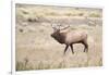 Montana, Yellowstone National Park, Bull Elk Bugling in Rabbitbrush Meadow-Elizabeth Boehm-Framed Photographic Print