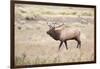 Montana, Yellowstone National Park, Bull Elk Bugling in Rabbitbrush Meadow-Elizabeth Boehm-Framed Photographic Print