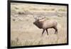 Montana, Yellowstone National Park, Bull Elk Bugling in Rabbitbrush Meadow-Elizabeth Boehm-Framed Photographic Print