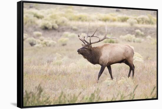 Montana, Yellowstone National Park, Bull Elk Bugling in Rabbitbrush Meadow-Elizabeth Boehm-Framed Stretched Canvas