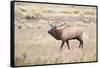 Montana, Yellowstone National Park, Bull Elk Bugling in Rabbitbrush Meadow-Elizabeth Boehm-Framed Stretched Canvas