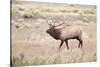 Montana, Yellowstone National Park, Bull Elk Bugling in Rabbitbrush Meadow-Elizabeth Boehm-Stretched Canvas