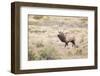 Montana, Yellowstone National Park, Bull Elk Bugling in Rabbitbrush Meadow-Elizabeth Boehm-Framed Photographic Print