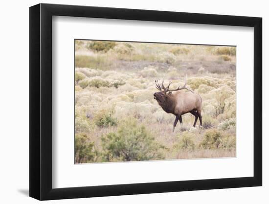 Montana, Yellowstone National Park, Bull Elk Bugling in Rabbitbrush Meadow-Elizabeth Boehm-Framed Photographic Print