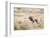 Montana, Yellowstone National Park, Bull Elk Bugling in Rabbitbrush Meadow-Elizabeth Boehm-Framed Photographic Print