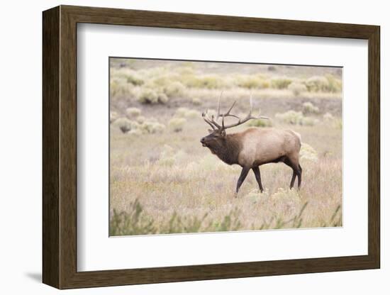 Montana, Yellowstone National Park, Bull Elk Bugling in Rabbitbrush Meadow-Elizabeth Boehm-Framed Photographic Print