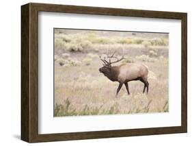 Montana, Yellowstone National Park, Bull Elk Bugling in Rabbitbrush Meadow-Elizabeth Boehm-Framed Photographic Print