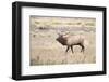 Montana, Yellowstone National Park, Bull Elk Bugling in Rabbitbrush Meadow-Elizabeth Boehm-Framed Photographic Print