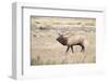 Montana, Yellowstone National Park, Bull Elk Bugling in Rabbitbrush Meadow-Elizabeth Boehm-Framed Photographic Print