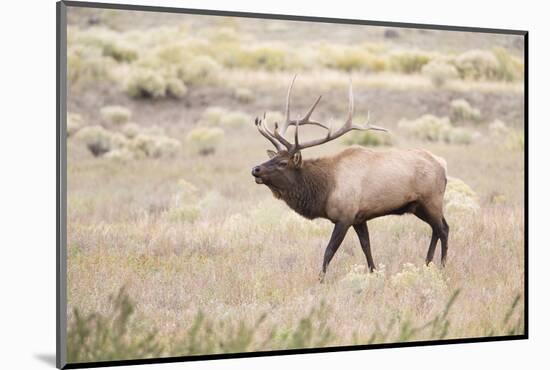 Montana, Yellowstone National Park, Bull Elk Bugling in Rabbitbrush Meadow-Elizabeth Boehm-Mounted Photographic Print