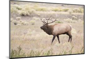 Montana, Yellowstone National Park, Bull Elk Bugling in Rabbitbrush Meadow-Elizabeth Boehm-Mounted Photographic Print