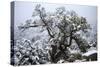 Montane Chaparral Vegetation, Xerophytic Shrubs, Snow Covered Singeleaf Pinyon, Sierra Nevada-Jay Goodrich-Stretched Canvas