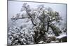 Montane Chaparral Vegetation, Xerophytic Shrubs, Snow Covered Singeleaf Pinyon, Sierra Nevada-Jay Goodrich-Mounted Photographic Print