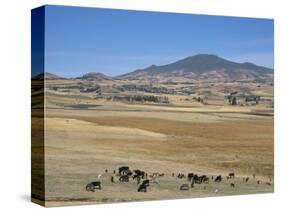 Montane Grasslands with Cattle Grazing in Front of Bale Mountains, Southern Highlands, Ethiopia-Tony Waltham-Stretched Canvas