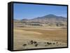 Montane Grasslands with Cattle Grazing in Front of Bale Mountains, Southern Highlands, Ethiopia-Tony Waltham-Framed Stretched Canvas