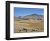 Montane Grasslands with Cattle Grazing in Front of Bale Mountains, Southern Highlands, Ethiopia-Tony Waltham-Framed Photographic Print