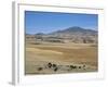 Montane Grasslands with Cattle Grazing in Front of Bale Mountains, Southern Highlands, Ethiopia-Tony Waltham-Framed Photographic Print