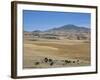 Montane Grasslands with Cattle Grazing in Front of Bale Mountains, Southern Highlands, Ethiopia-Tony Waltham-Framed Photographic Print