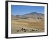 Montane Grasslands with Cattle Grazing in Front of Bale Mountains, Southern Highlands, Ethiopia-Tony Waltham-Framed Photographic Print