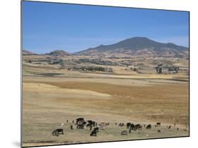 Montane Grasslands with Cattle Grazing in Front of Bale Mountains, Southern Highlands, Ethiopia-Tony Waltham-Mounted Photographic Print