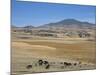 Montane Grasslands with Cattle Grazing in Front of Bale Mountains, Southern Highlands, Ethiopia-Tony Waltham-Mounted Photographic Print