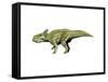 Montanoceratops Dinosaur-null-Framed Stretched Canvas