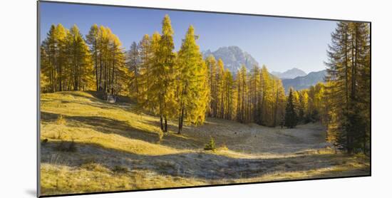 Monte Cristallo, Larches, Cortina D'Ampezzo, Veneto, the Dolomites, Italy-Rainer Mirau-Mounted Photographic Print