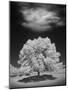 Wood Mount
