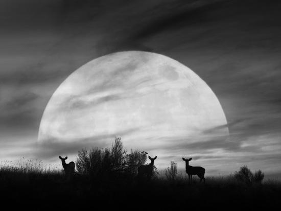 Photographic Print, , large