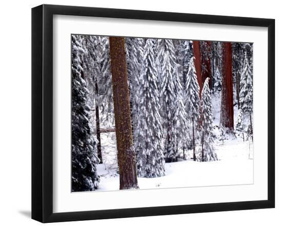 Premium Photographic Print, , large