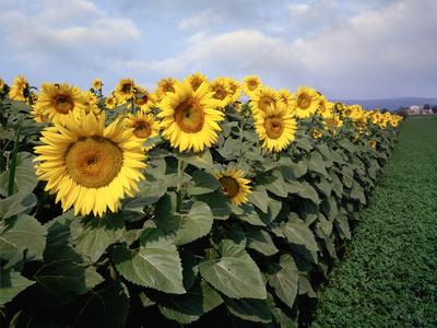 Sunflowers Sentinels, Rome, Italy 87
