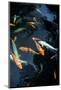 Monte Palace Tropical Garden - Koi Carp - Monte, Madeira-brozova-Mounted Photographic Print