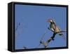 Monteiro's Hornbill, Tockus Monteiri, Central Namibia-Maresa Pryor-Framed Stretched Canvas