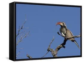 Monteiro's Hornbill, Tockus Monteiri, Central Namibia-Maresa Pryor-Framed Stretched Canvas