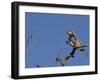 Monteiro's Hornbill, Tockus Monteiri, Central Namibia-Maresa Pryor-Framed Photographic Print